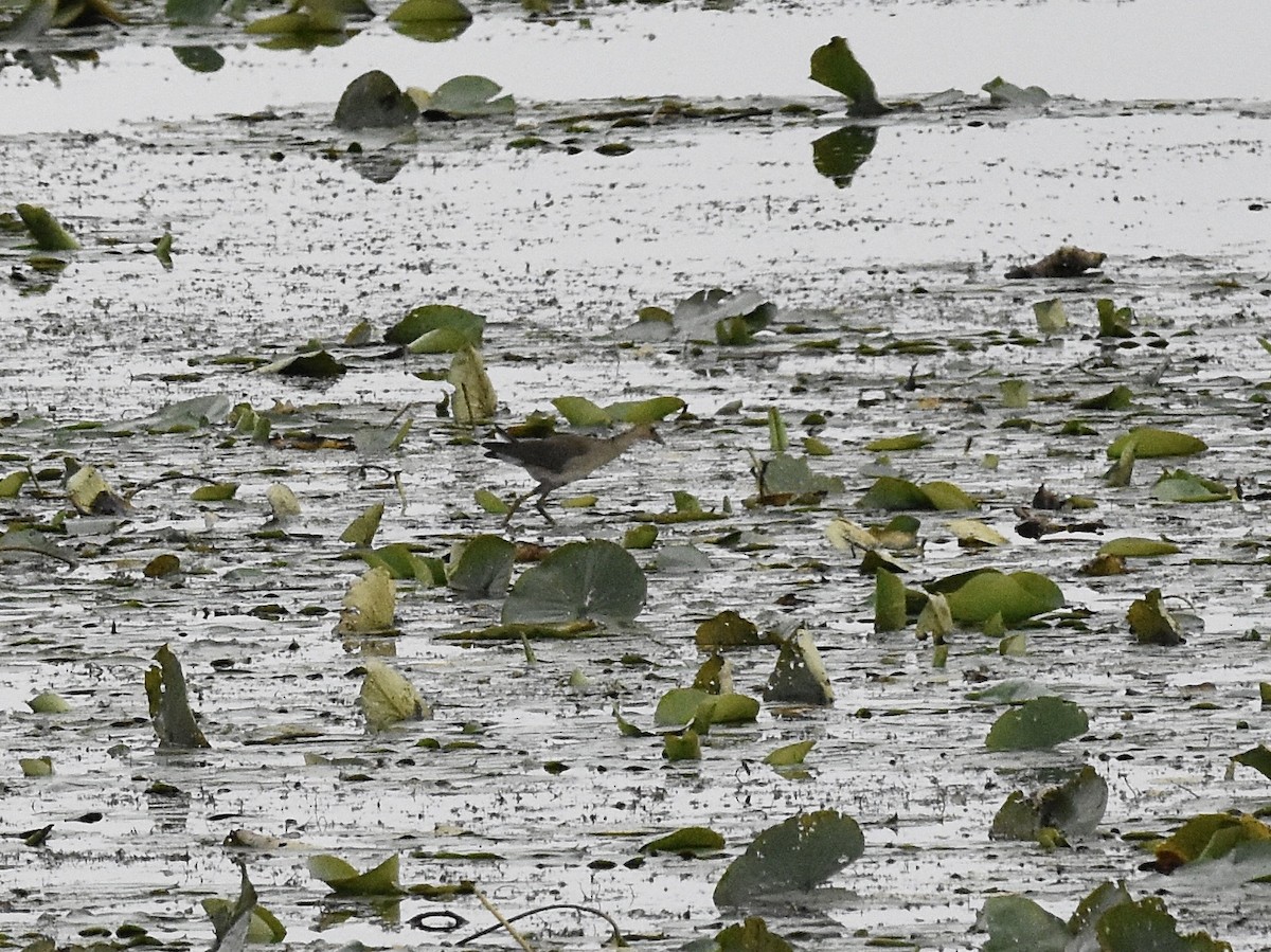 Purple Gallinule - ML641474204