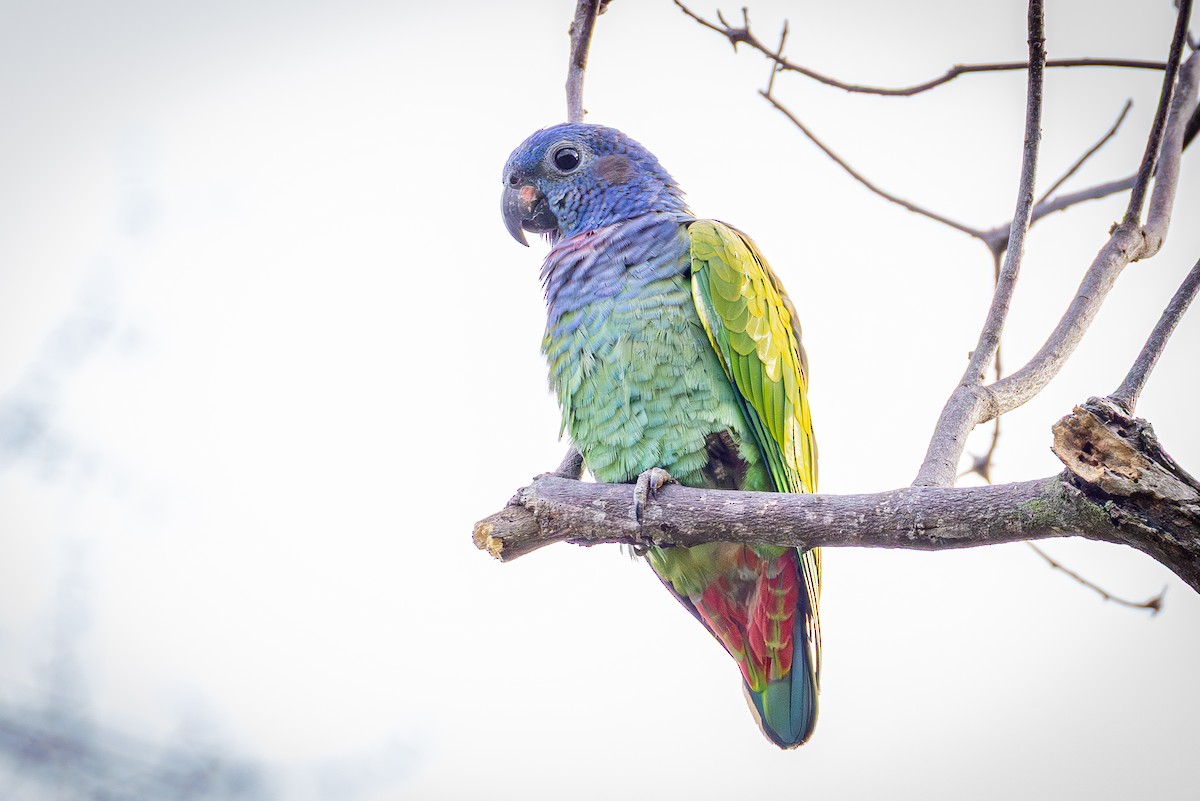 Blue-headed Parrot - ML641474211