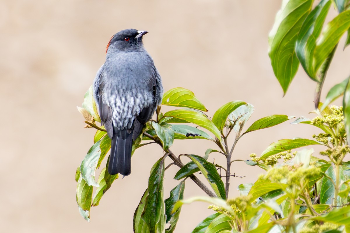 Red-crested Cotinga - ML641474213