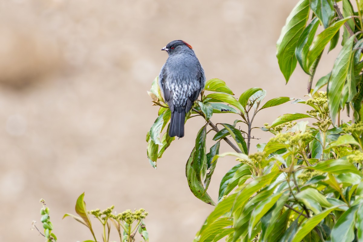 Red-crested Cotinga - ML641474214