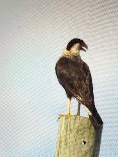 Crested Caracara - ML641474221