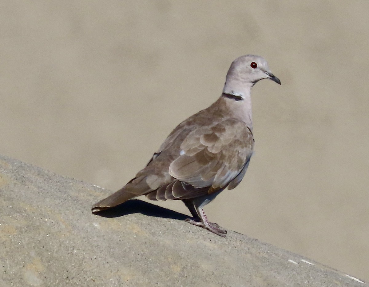 Eurasian Collared-Dove - ML641474224