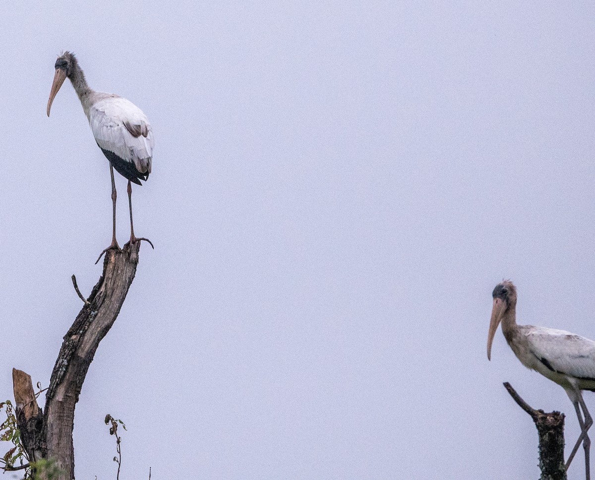 Wood Stork - ML641474230
