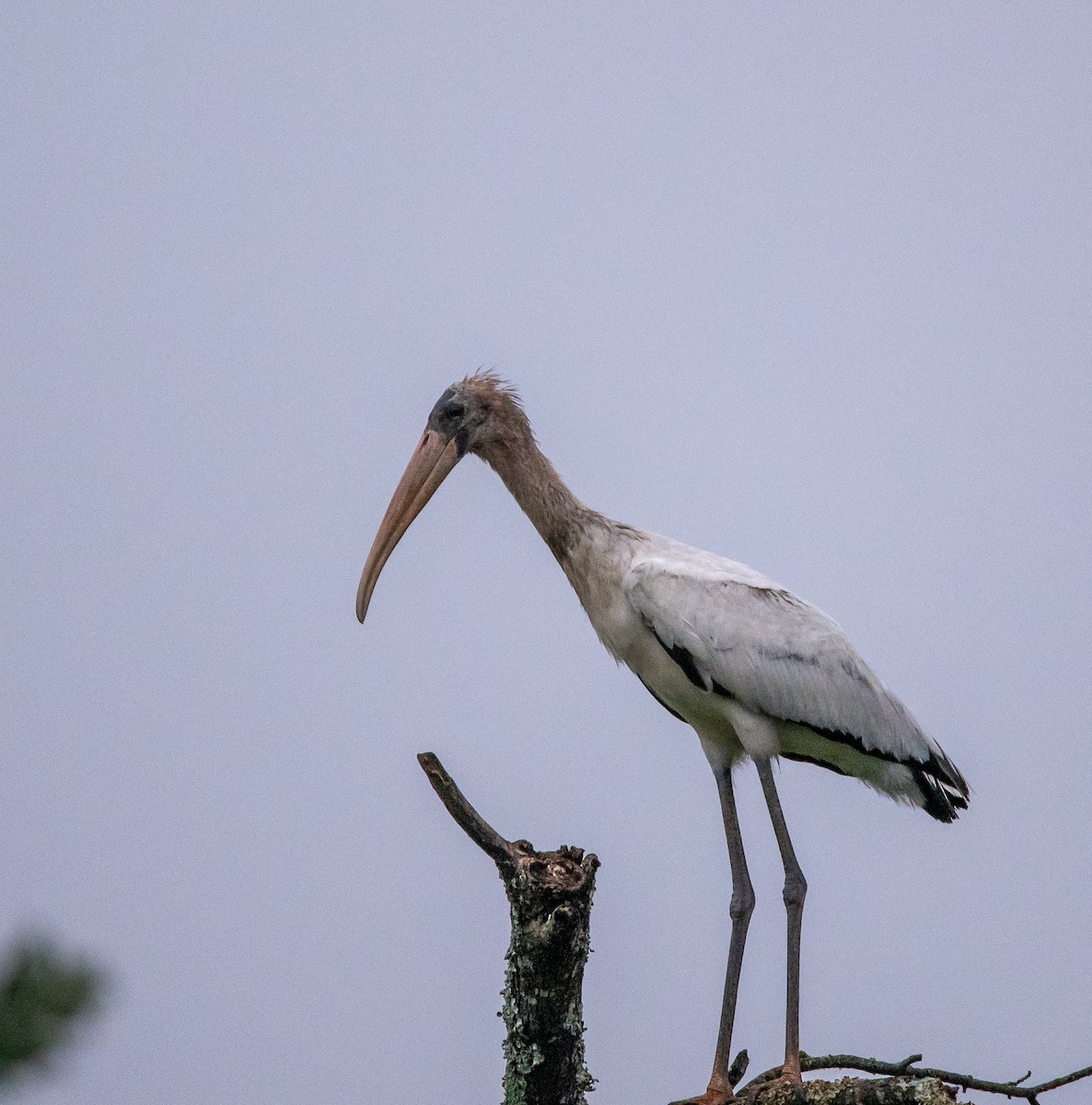 Wood Stork - ML641474233