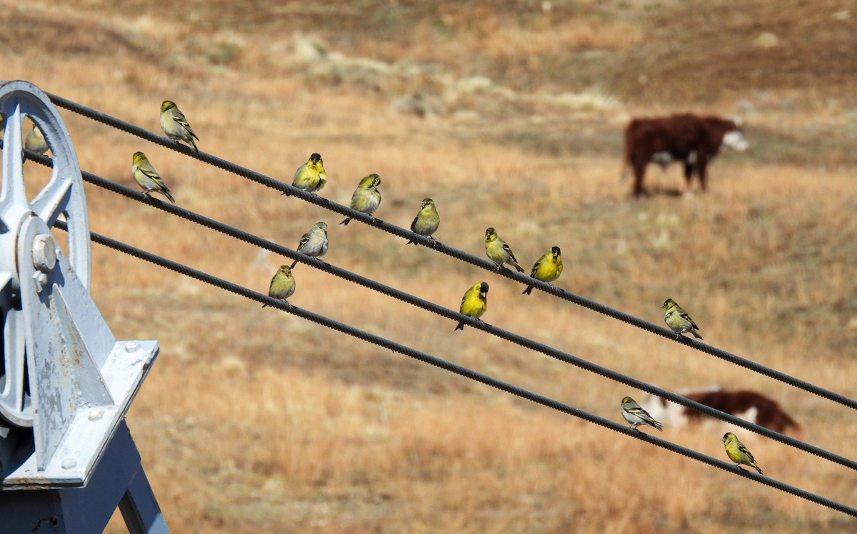 Black-chinned Siskin - ML641474257