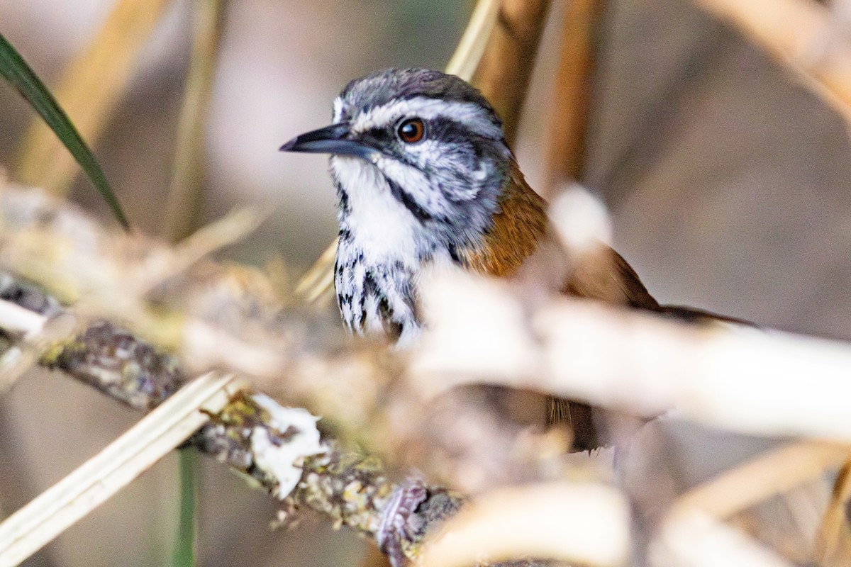 Inca Wren - ML641474268
