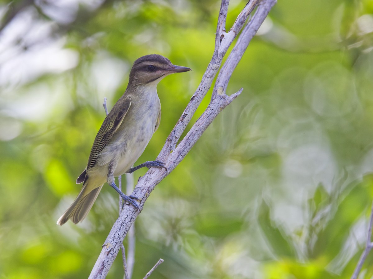 Black-whiskered Vireo - ML641474280