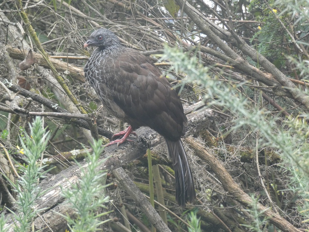 Andean Guan - ML641474282