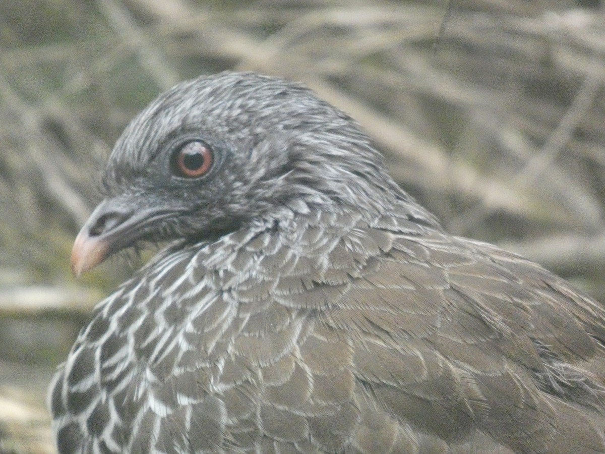 Andean Guan - ML641474283