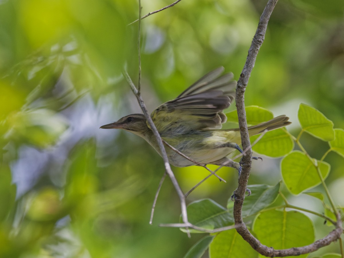 Black-whiskered Vireo - ML641474285