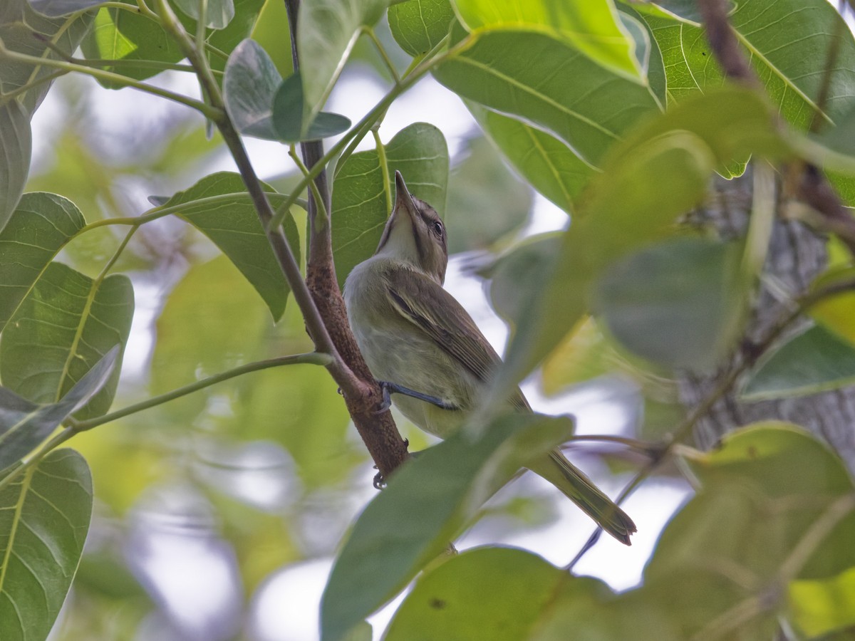 Black-whiskered Vireo - ML641474286