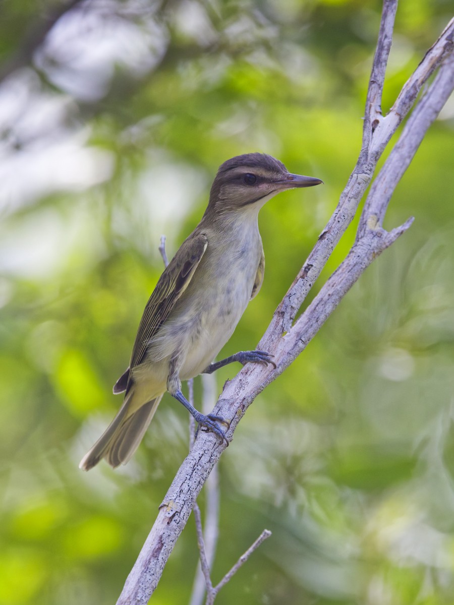 Black-whiskered Vireo - ML641474287