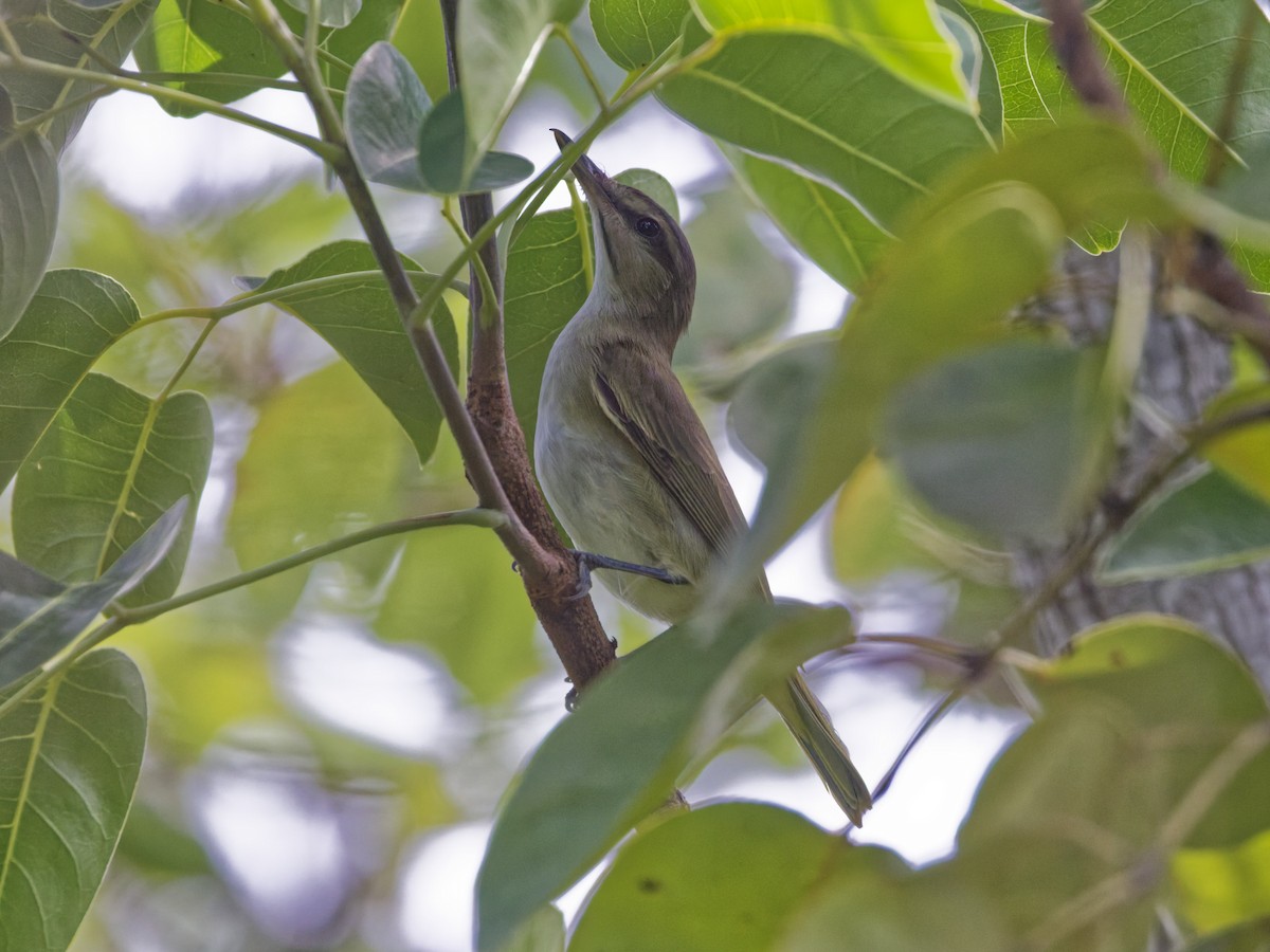 Black-whiskered Vireo - ML641474288