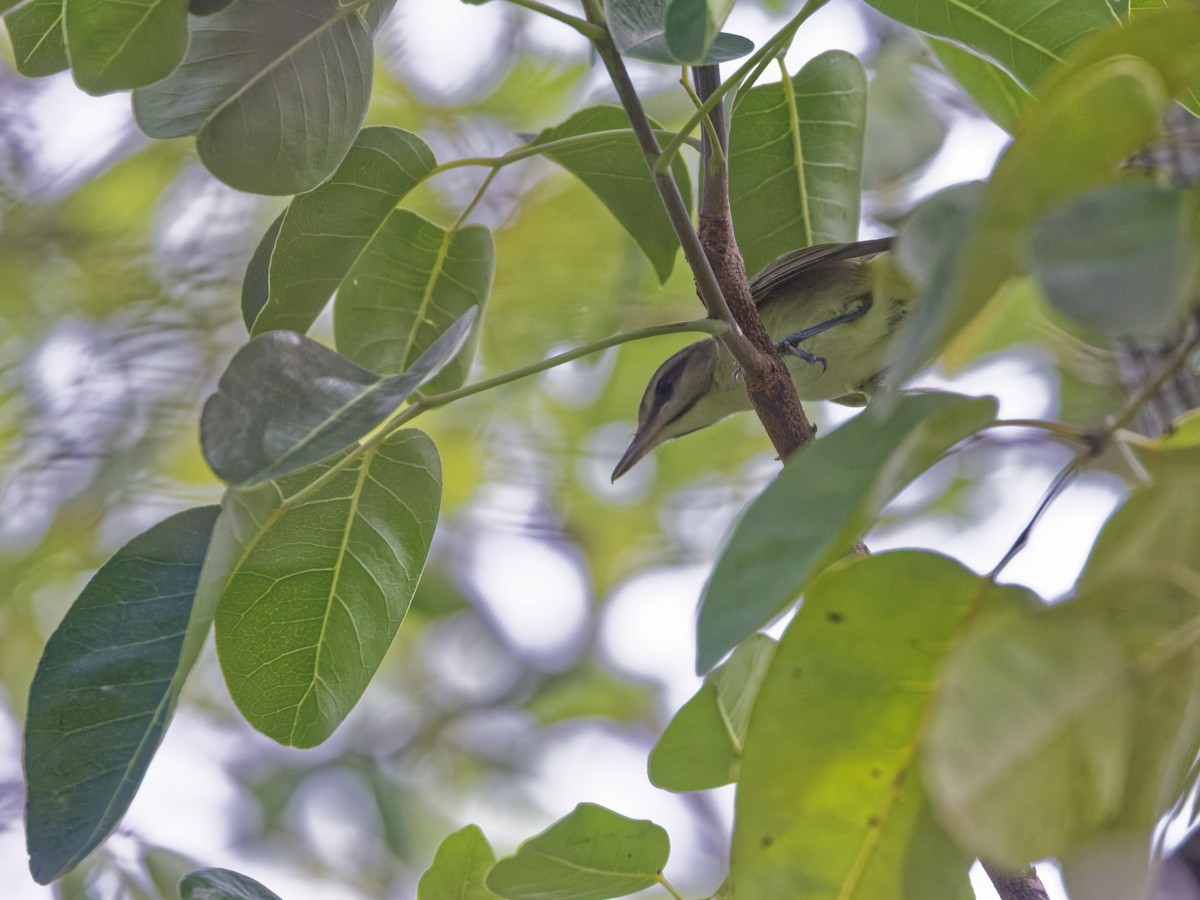 Black-whiskered Vireo - ML641474290