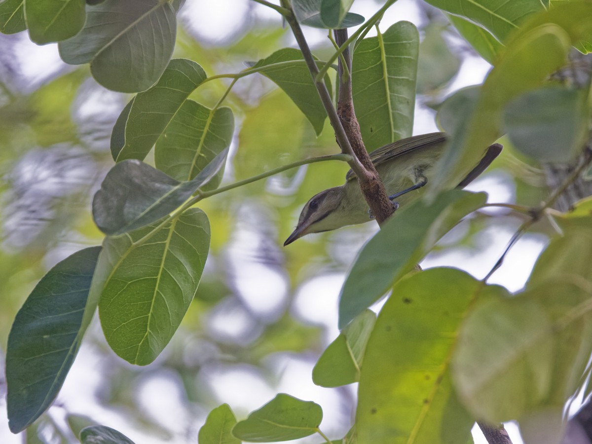 Black-whiskered Vireo - ML641474291
