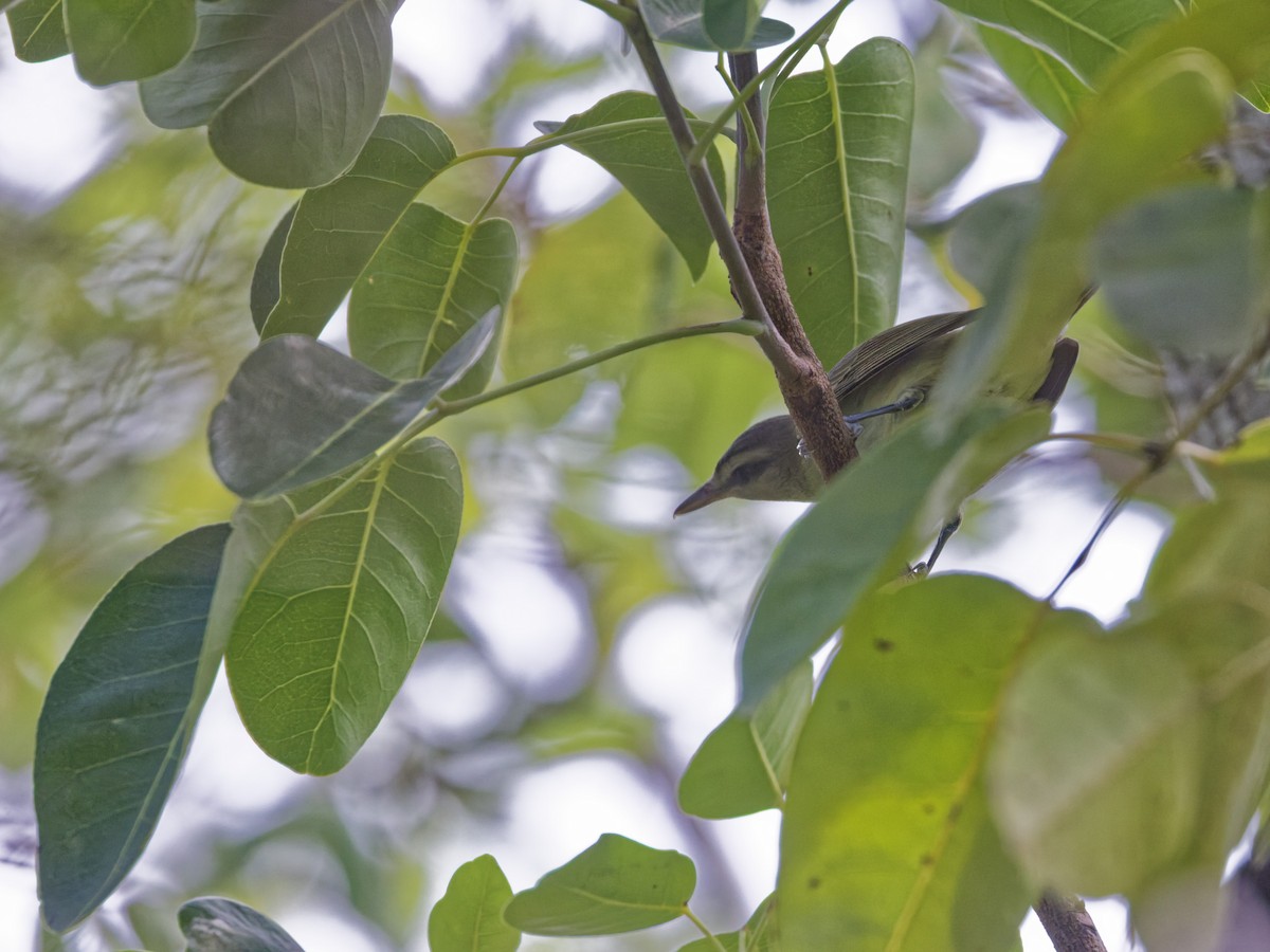 Black-whiskered Vireo - ML641474292