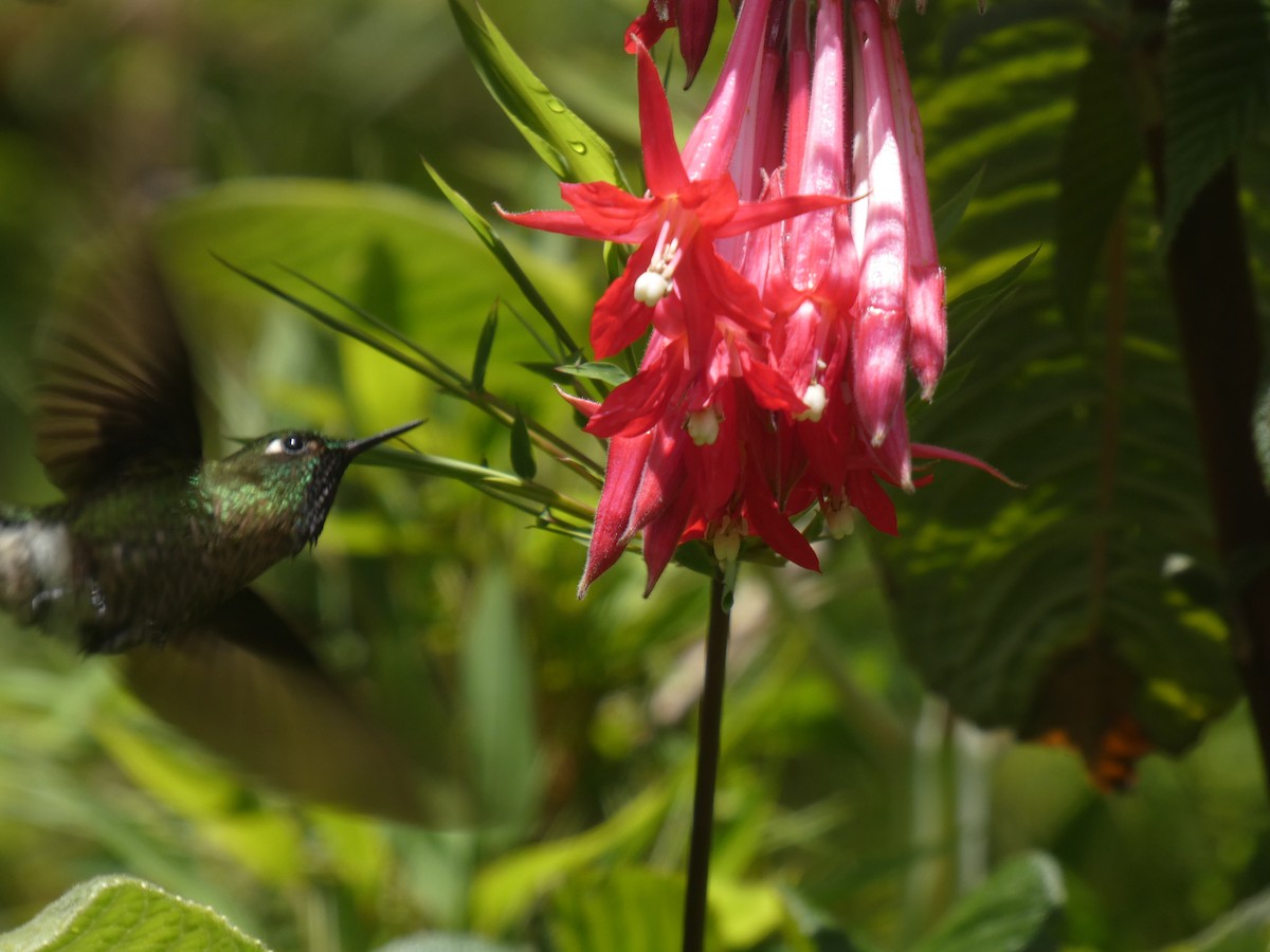 Tyrian Metaltail - ML641474304