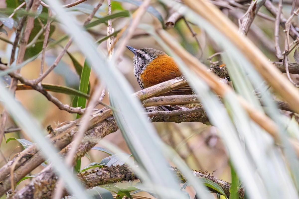 Inca Wren - ML641474308