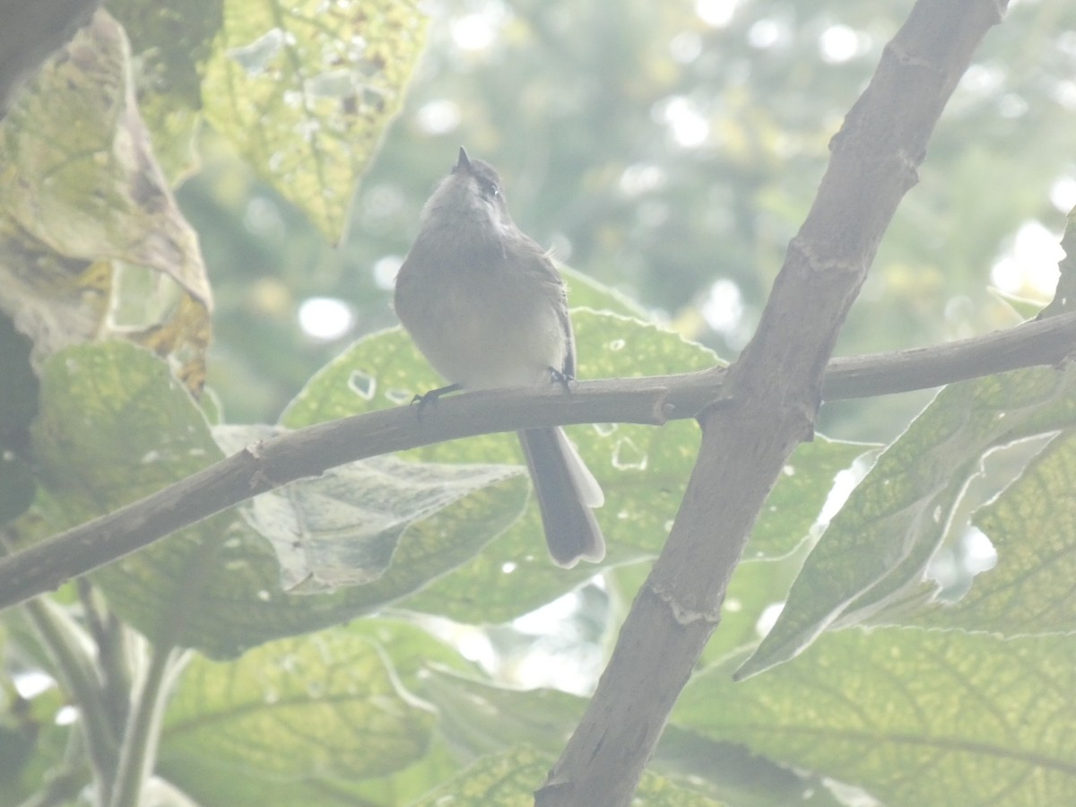 White-throated Tyrannulet - ML641474333