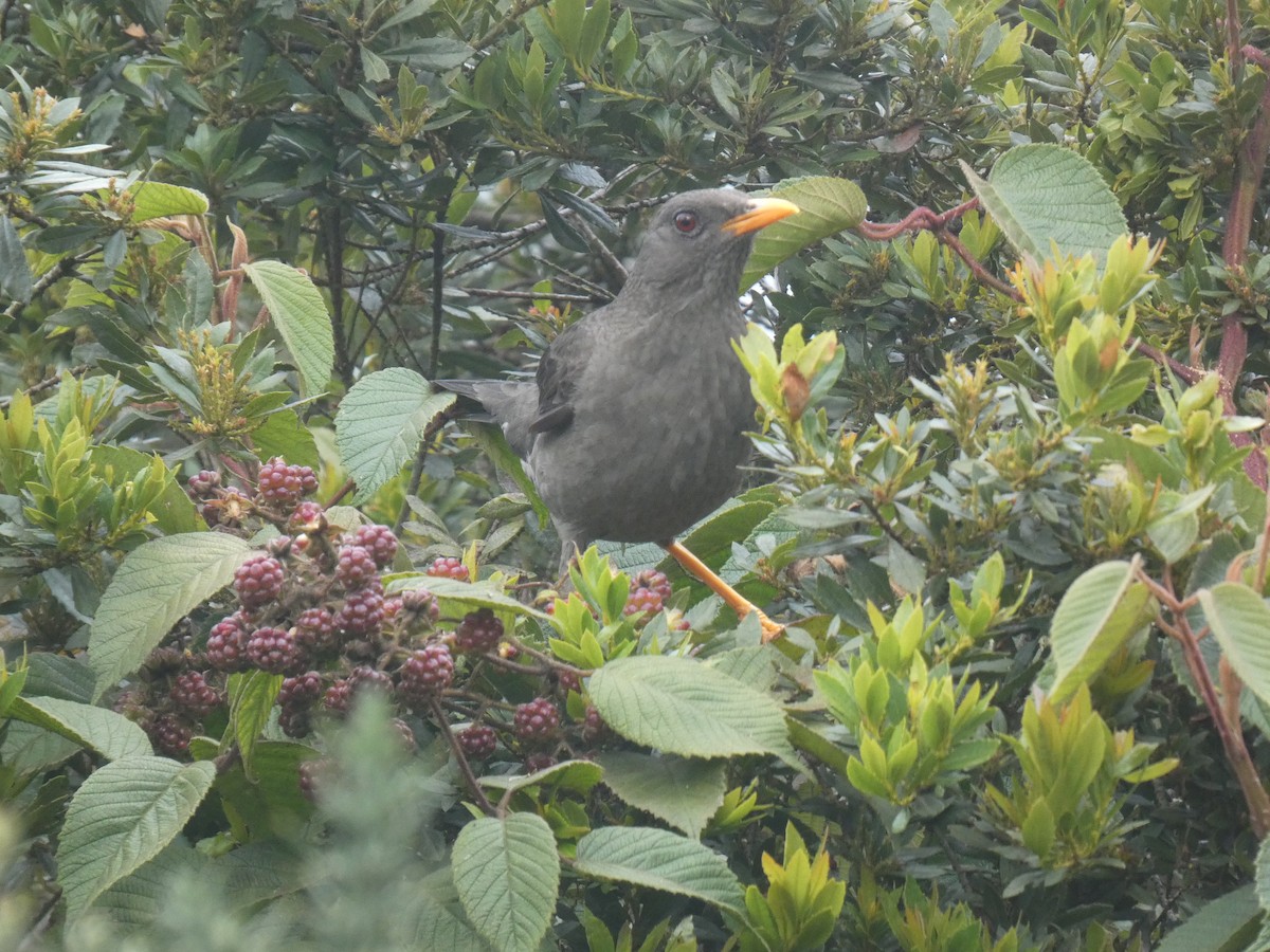 Great Thrush - ML641474352
