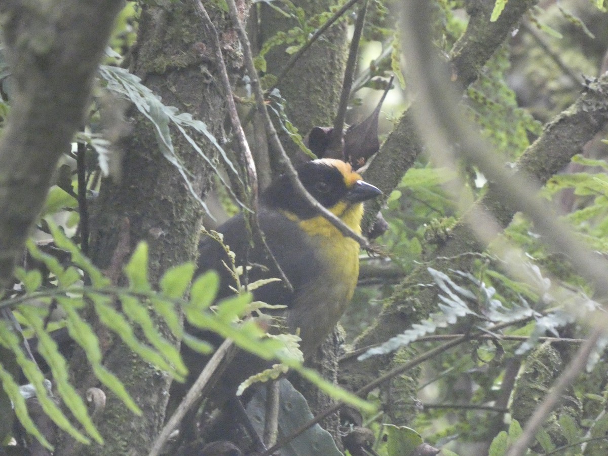 Pale-naped Brushfinch - ML641474384