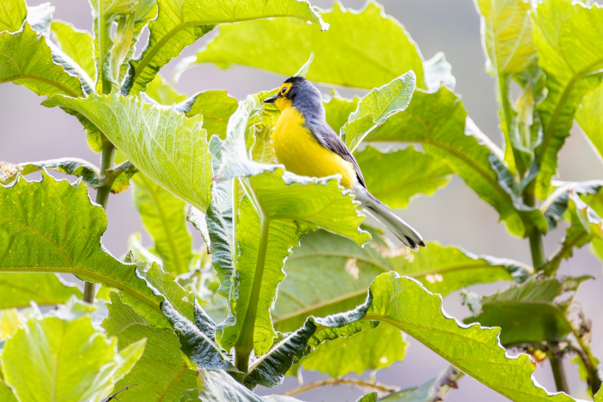 Spectacled Redstart - ML641474404
