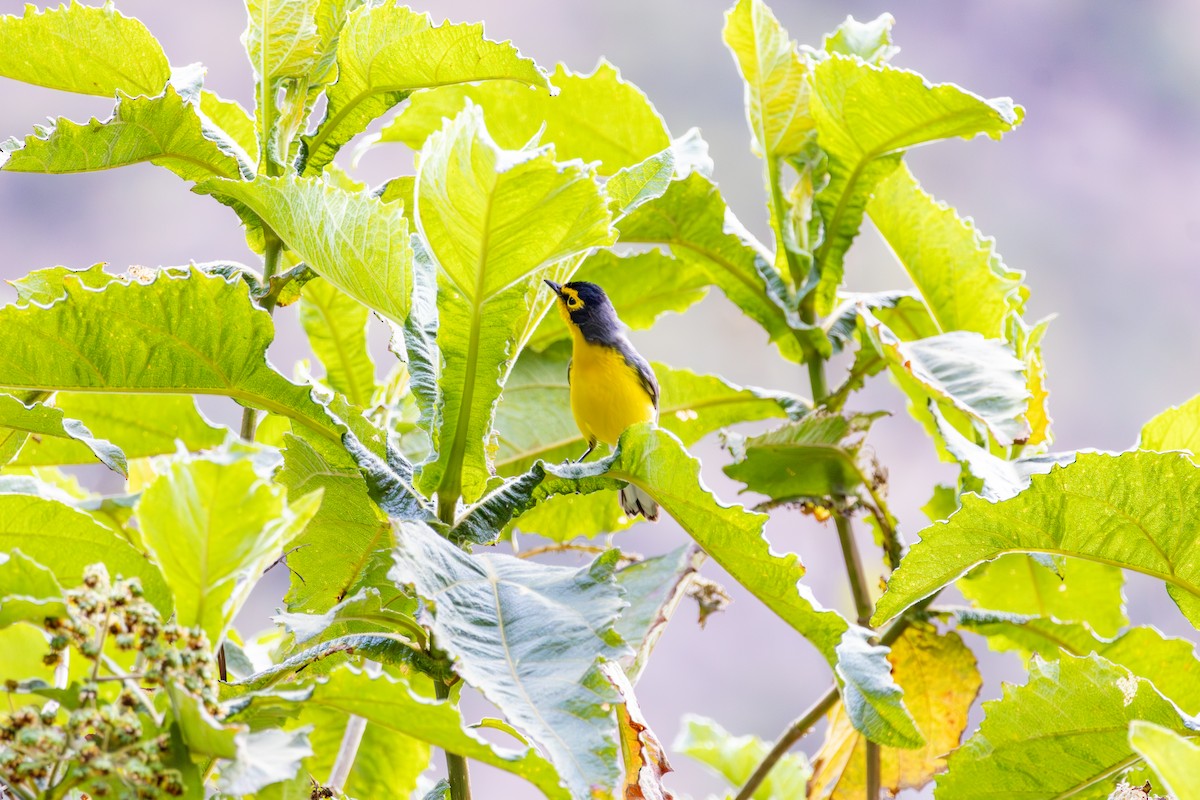 Spectacled Redstart - ML641474405