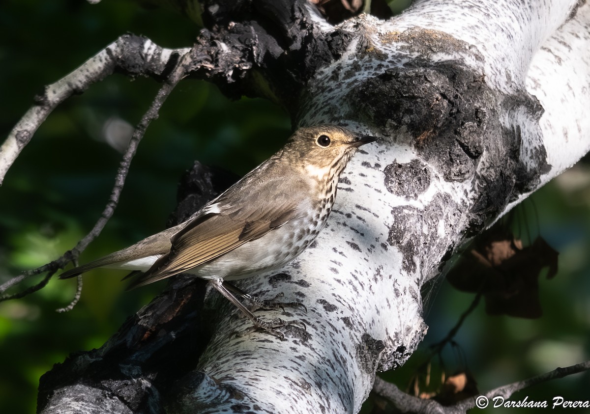 Zorzalito de Swainson - ML641474424