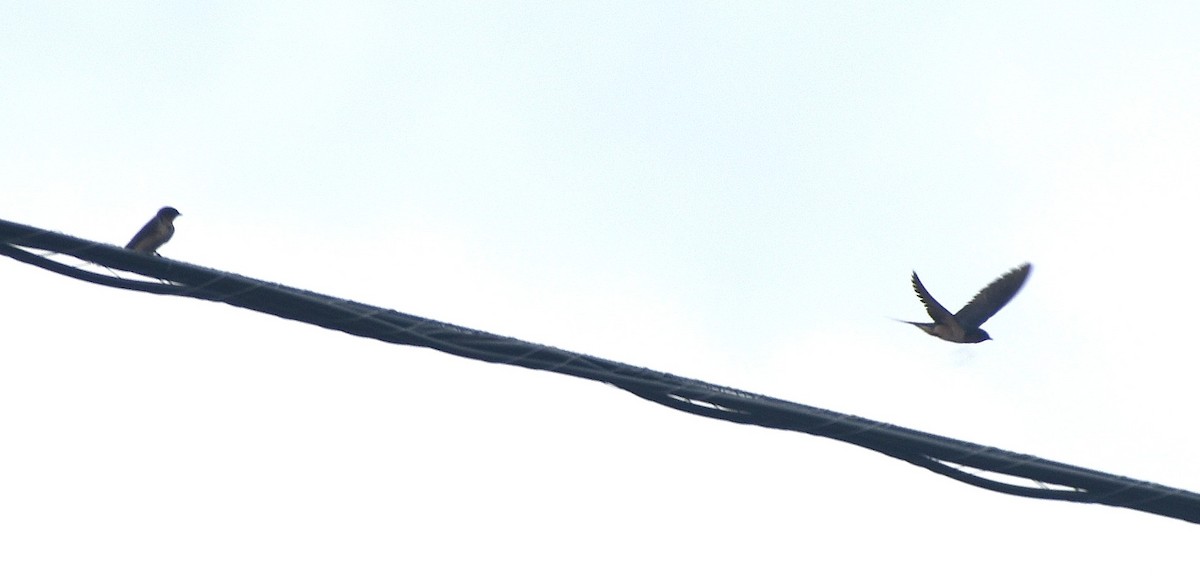 Barn Swallow - ML641474429