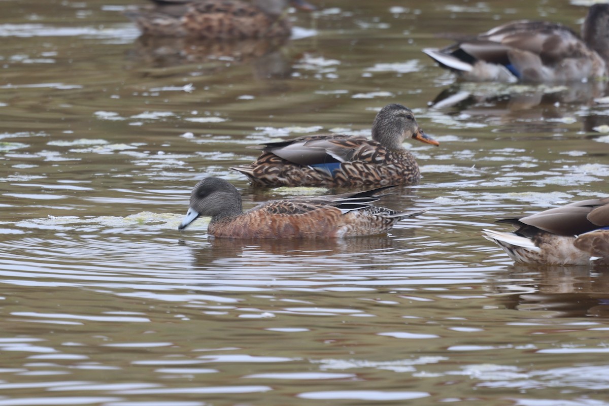 American Wigeon - ML641474459