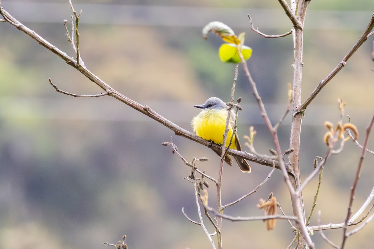 Tropical Kingbird - ML641474469