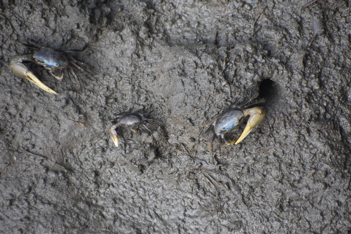 Mud Fiddler Crab - ML641474491