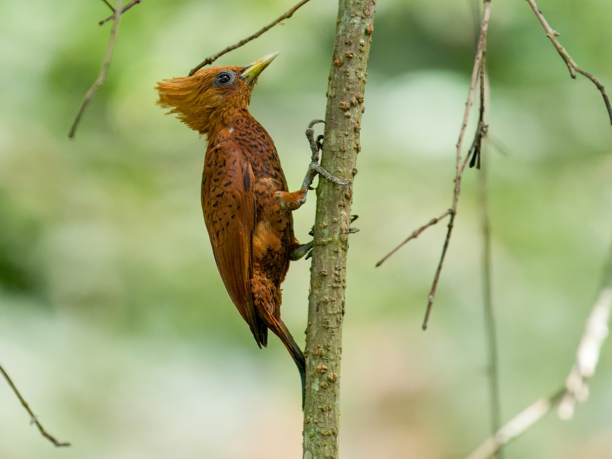 Chestnut-colored Woodpecker - ML641474499