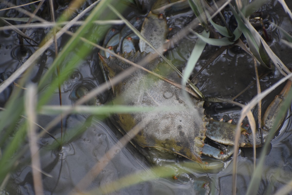 Common Blue Crab - ML641474502