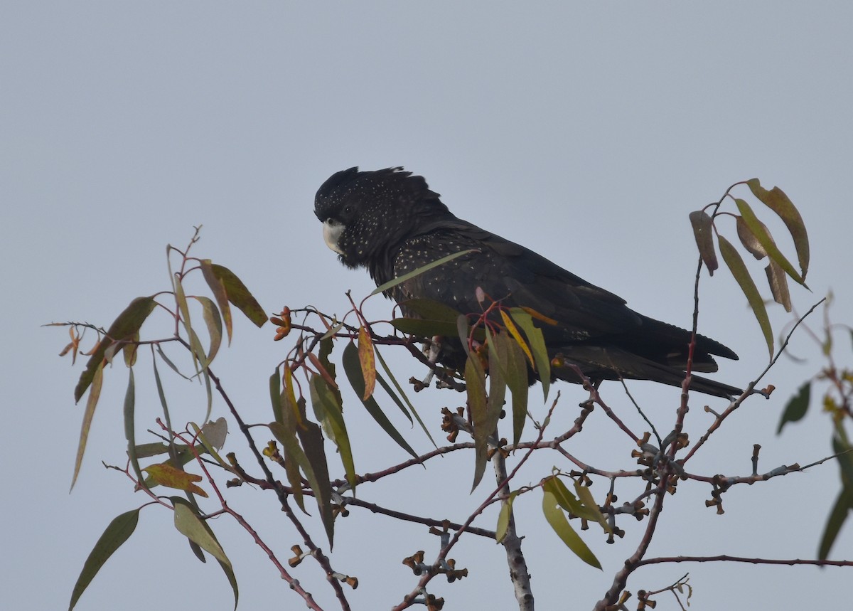 Red-tailed Black-Cockatoo - ML641474505