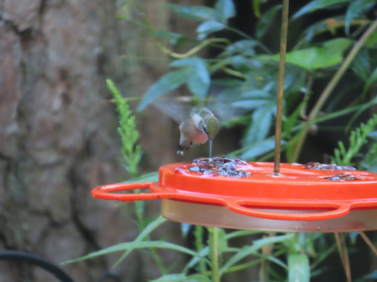 Ruby-throated Hummingbird - ML641474519