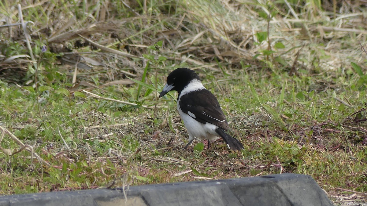 Pied Butcherbird - ML641474520