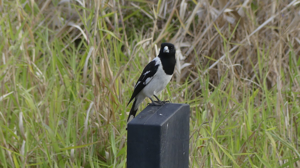 Pied Butcherbird - ML641474521
