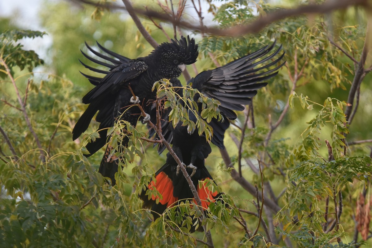 Red-tailed Black-Cockatoo - ML641474522