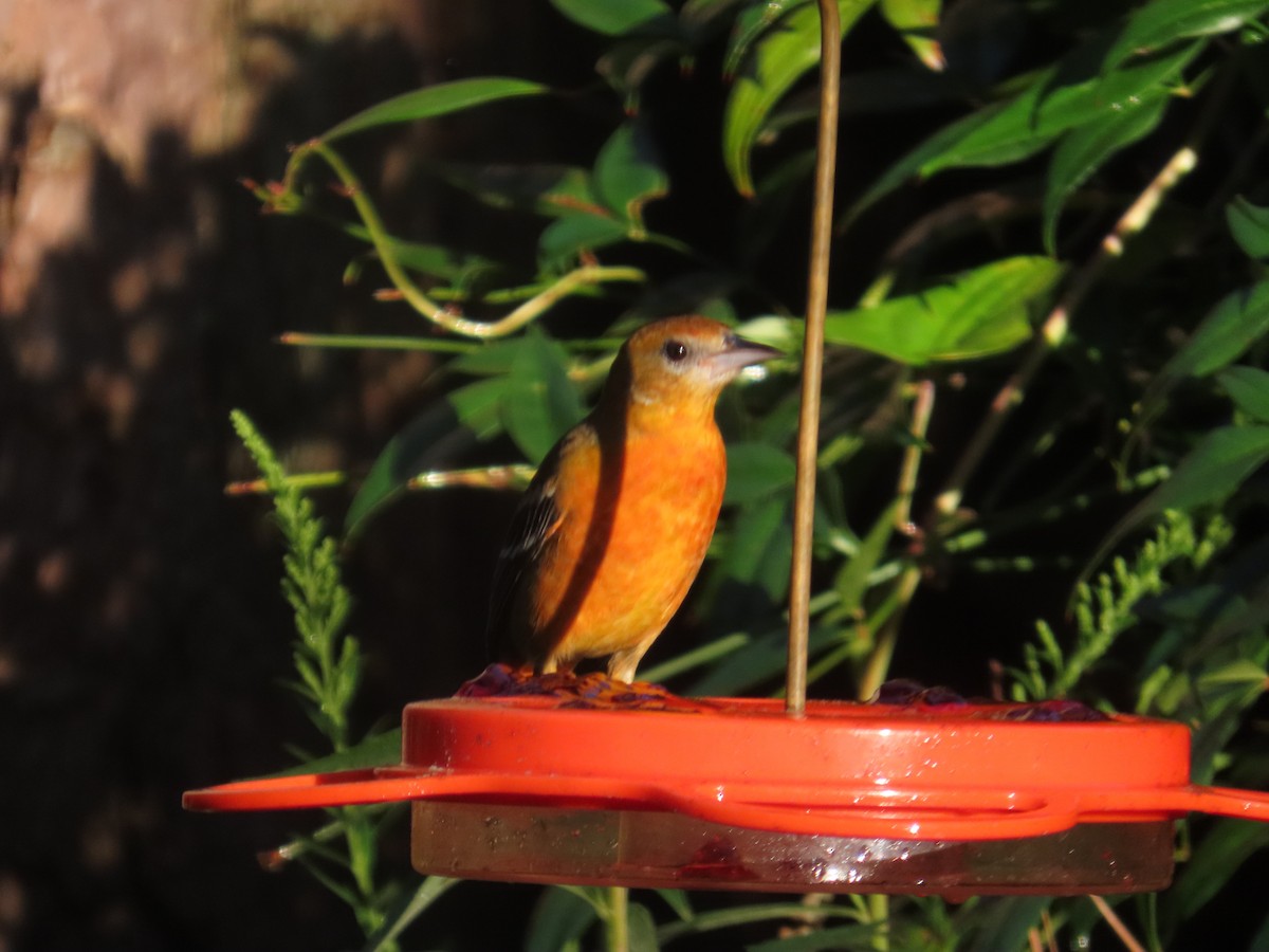 Baltimore Oriole - ML641474526
