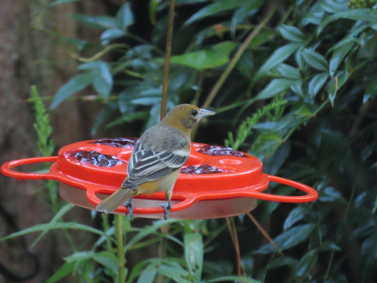 Baltimore Oriole - ML641474527