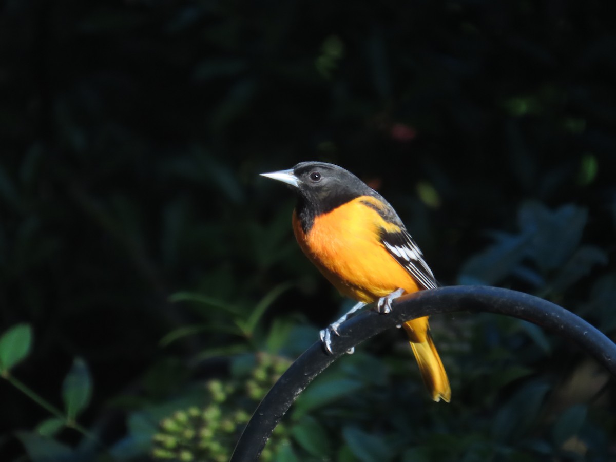Baltimore Oriole - ML641474528