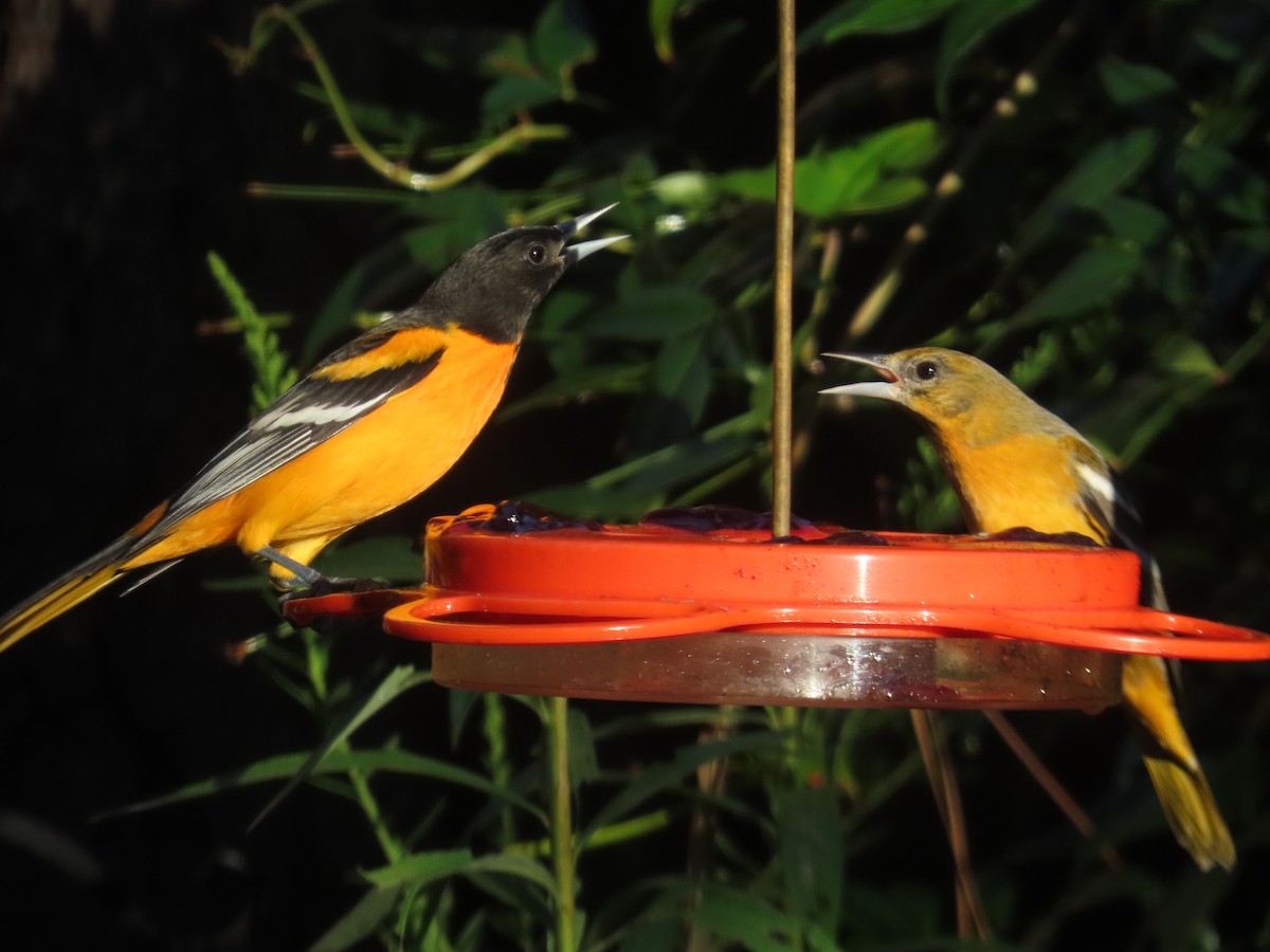 Baltimore Oriole - ML641474529