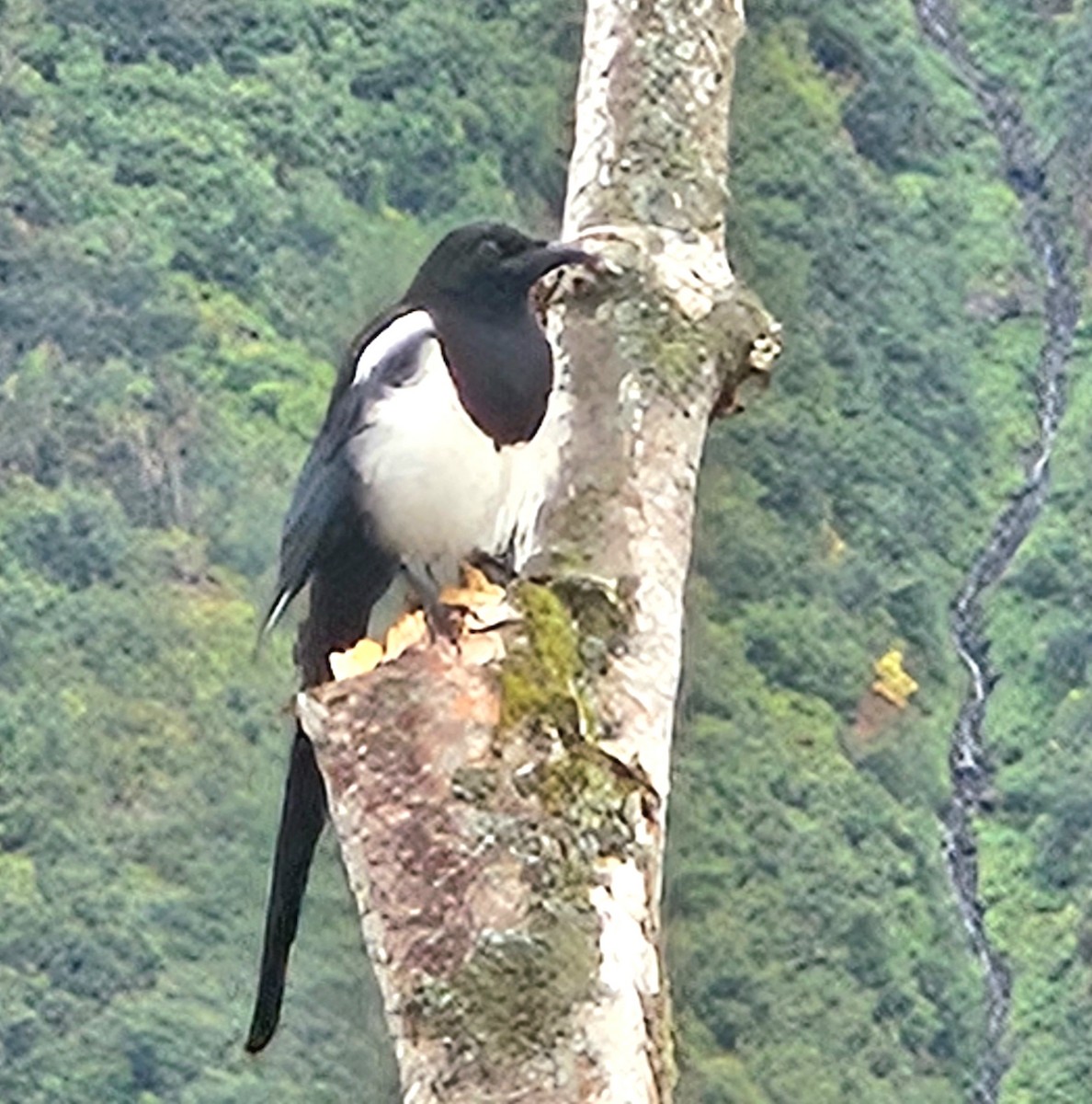 Black-billed Magpie - ML641474547