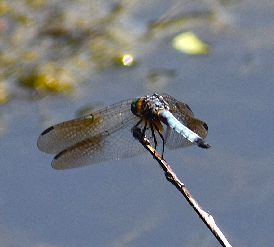 Insects - ML641474553