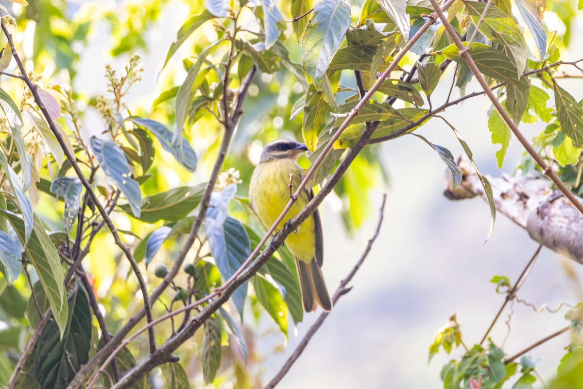 Golden-crowned Flycatcher - ML641474569