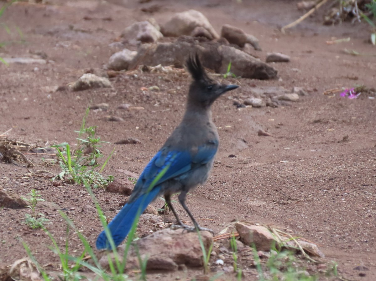 Steller's Jay - ML641474575