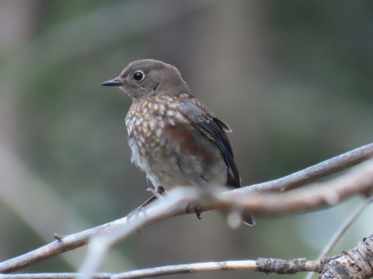Western Bluebird - ML641474577