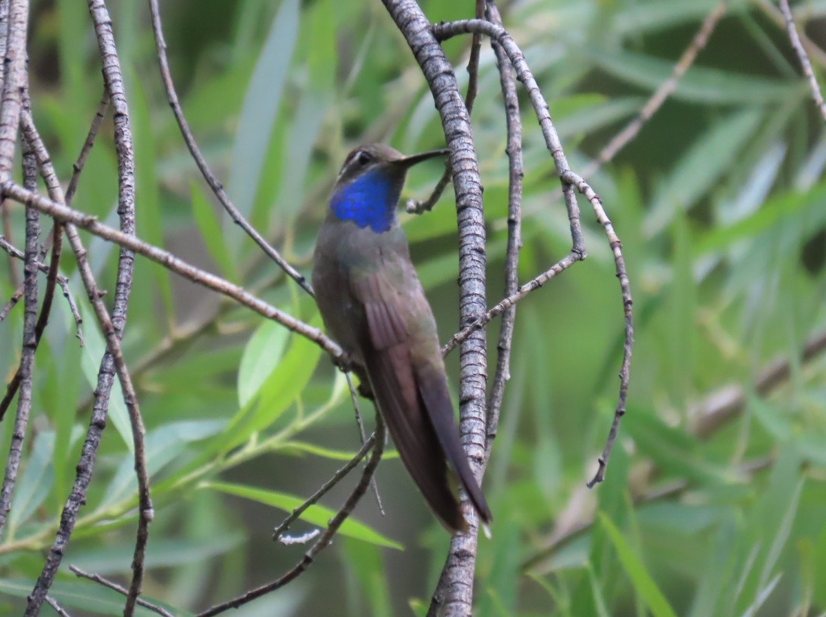 Blue-throated Mountain-gem - ML641474612