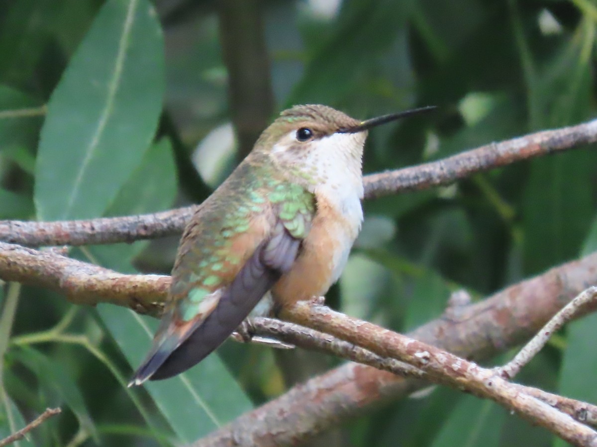 Rufous Hummingbird - ML641474619
